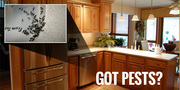 Bed Bugs Treatment in Philadelphia