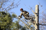 Danbury Tree Pros